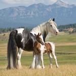 3902 6 x 4 300 Calendar Girl with baby Traveler