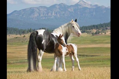 Calendar Girl with baby Traveler