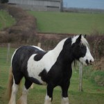 Anchor Mare 4 x 6 300