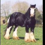 Bob The Blagdon, my legendary sire!