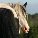 Clononeen Blue Eyes 1 6 x 4 300