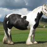 IMG_0465 6 x 4 300