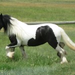 IMG_4020 6 x 4 300