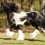 Latcho run 6 x 4 300 Latcho Drom, my sire!
