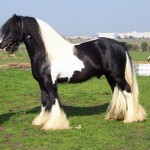 nobbymarch2 Nobby, Anchor's sire