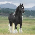 websitemain 6 x 4 300