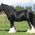 My lovely sire, Teddy!