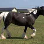 100_1785 6 x 4 300 Addie's Bay & White Pony, Bay's Dam