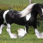 Producer c 4 x 6 300 The Producer, Bay's Sire