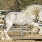 dalcassian right cut loose ws 6 x 4 300 Villa Vanners Dalcassian, my sire!