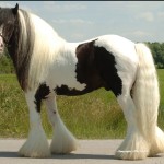 The Rocking Horse, Darkness's gorgeous sire!